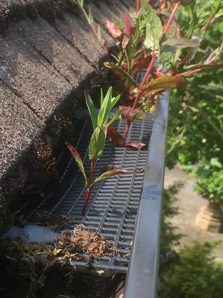 Gutter Guards